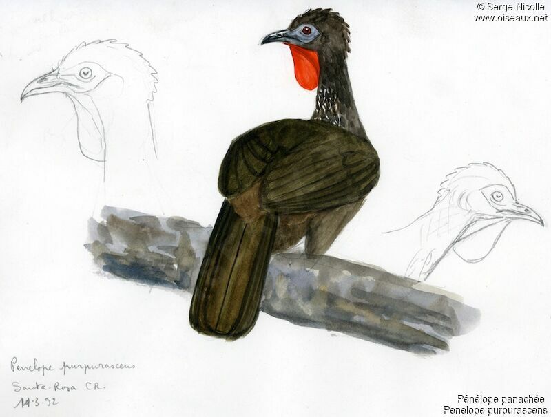 Crested Guan, identification