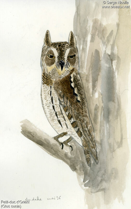 Oriental Scops Owl, identification