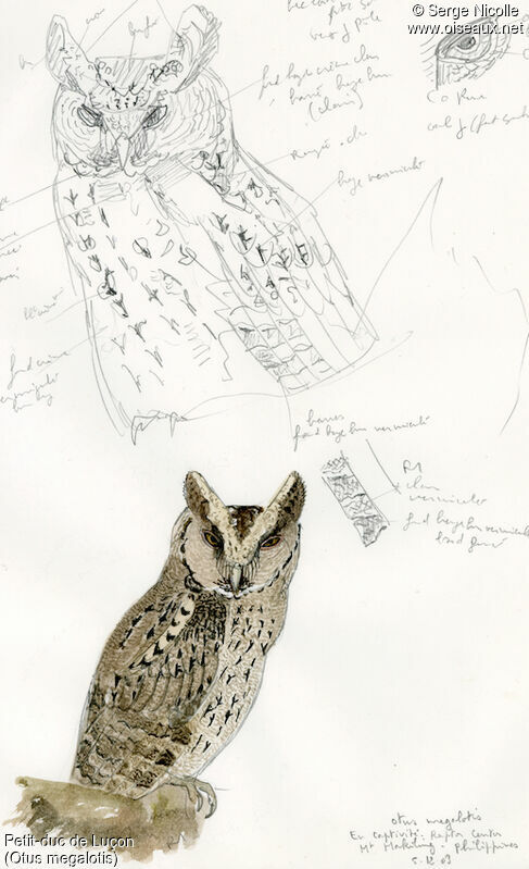 Philippine Scops Owl, identification