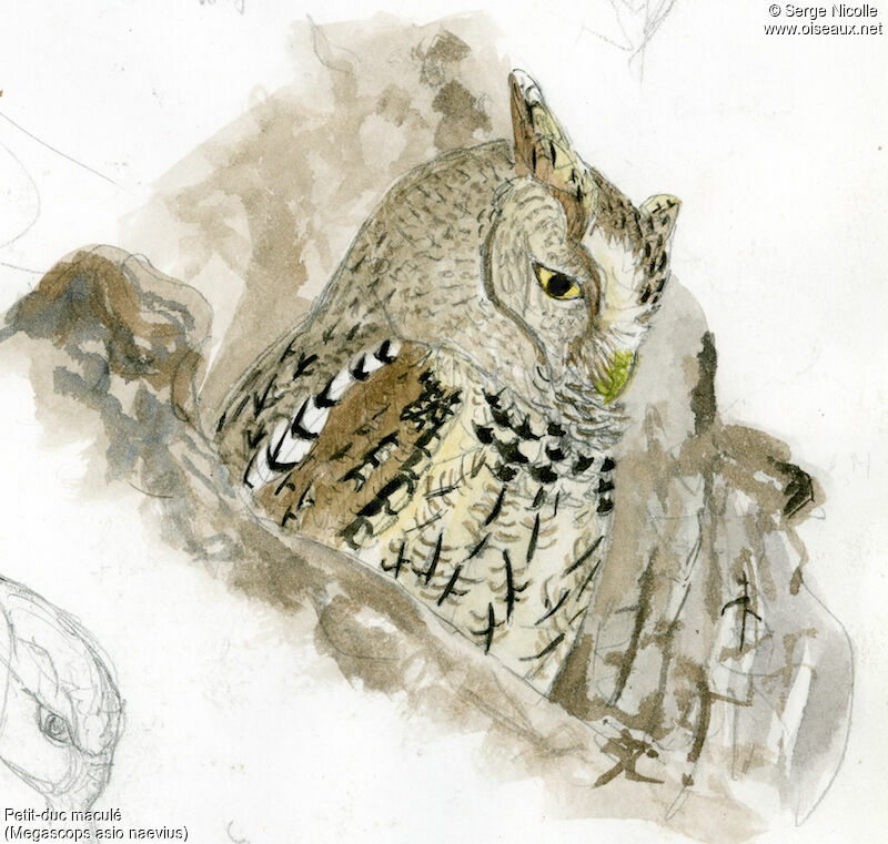 Eastern Screech Owl, identification