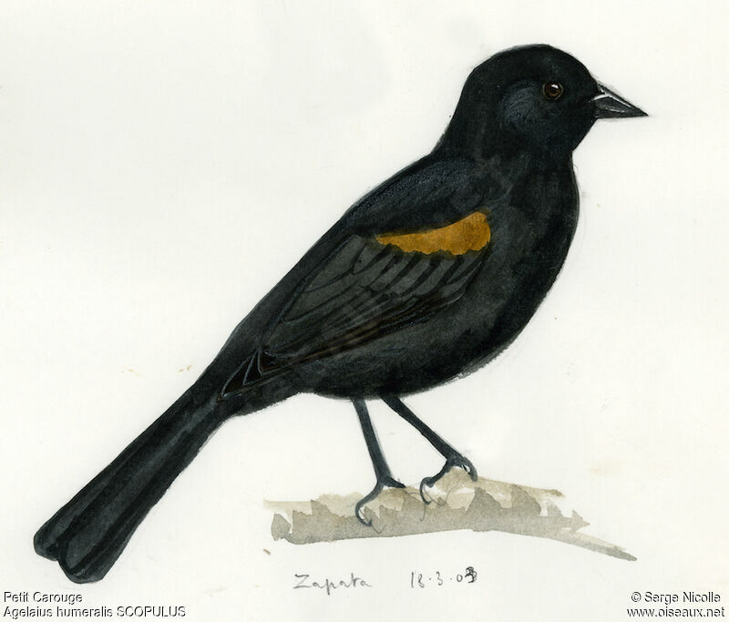 Tawny-shouldered Blackbird, identification