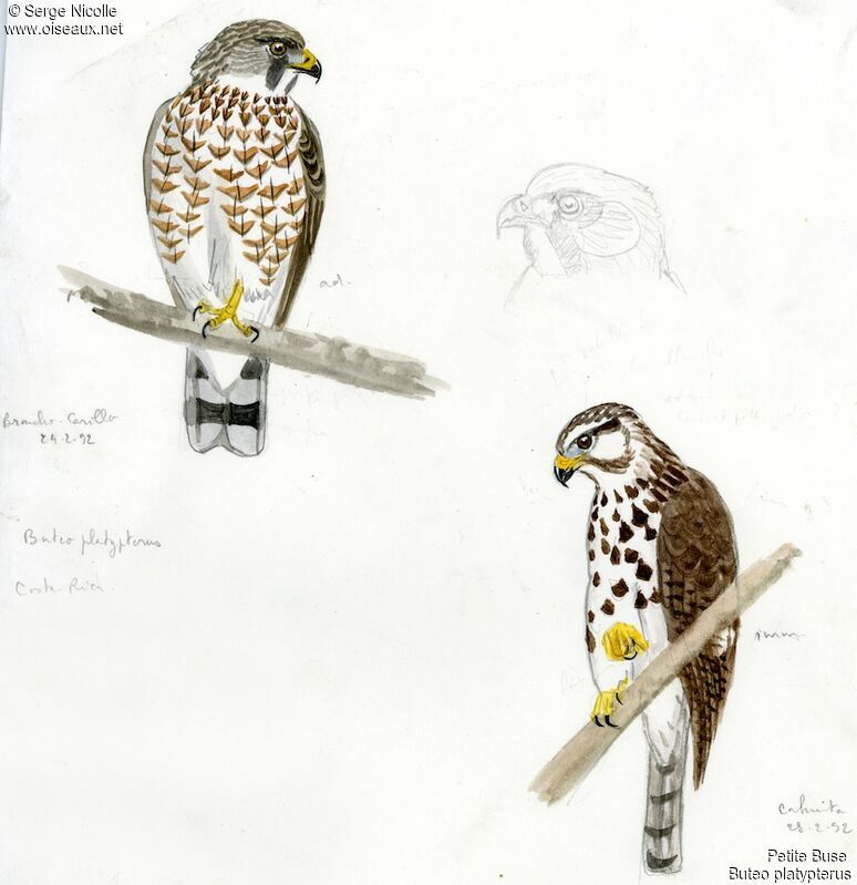 Broad-winged Hawk, identification