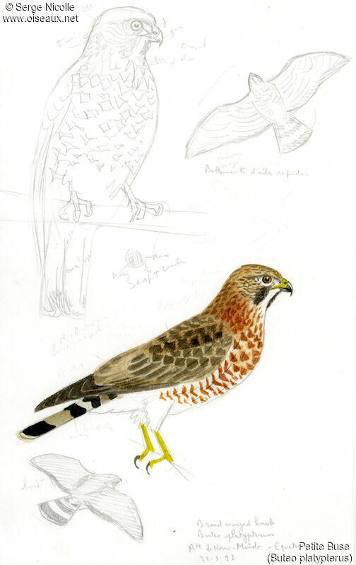 Broad-winged Hawk, identification