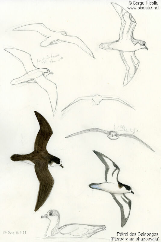 Galapagos Petrel, identification