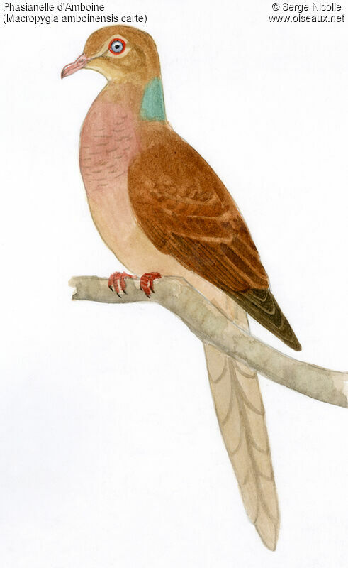 Amboyna Cuckoo-Dove, identification