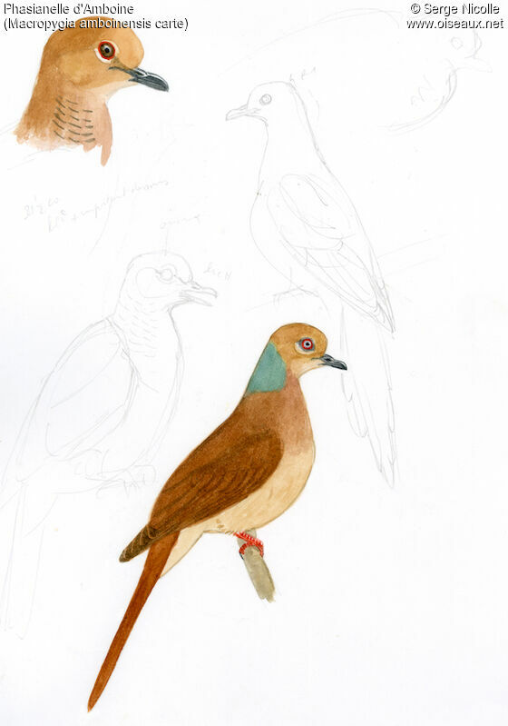 Amboyna Cuckoo-Dove, identification