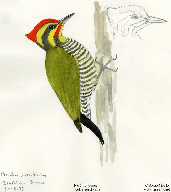 Yellow-browed Woodpecker, identification
