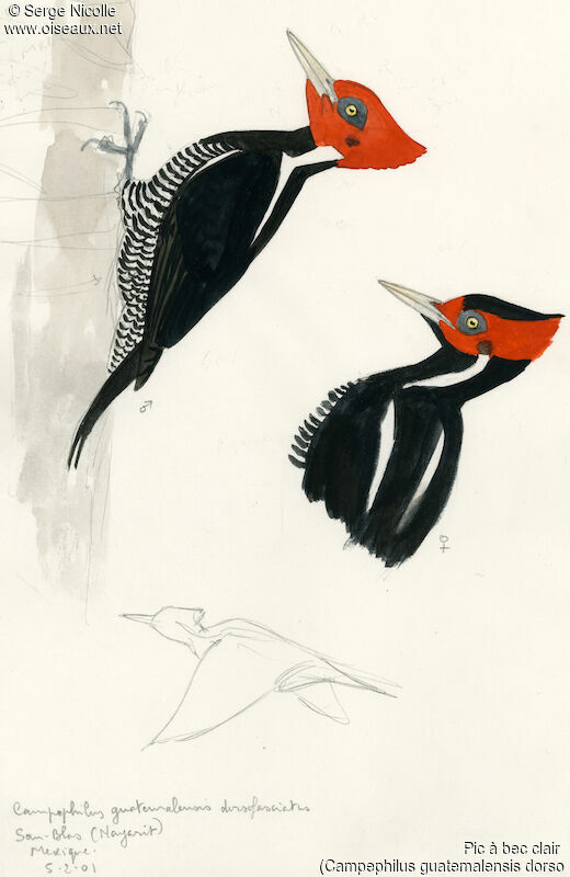 Pale-billed Woodpecker , identification