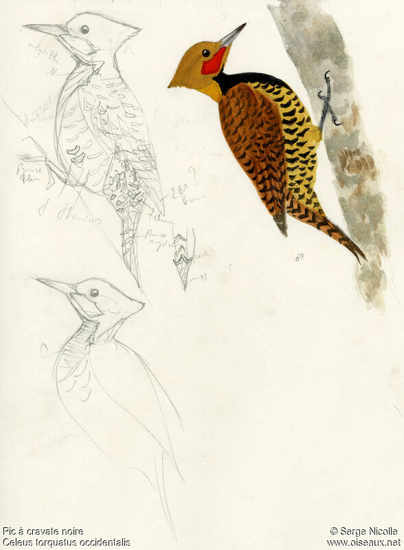 Ringed Woodpecker male, identification