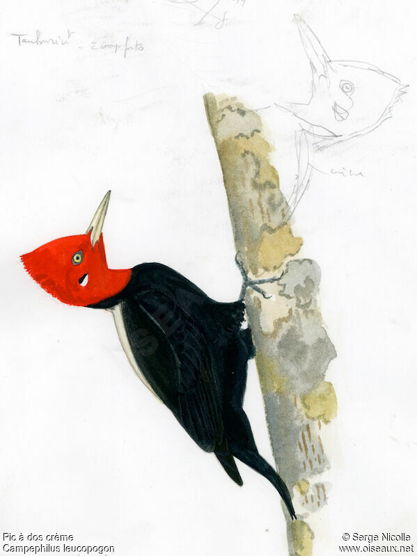 Cream-backed Woodpecker, identification