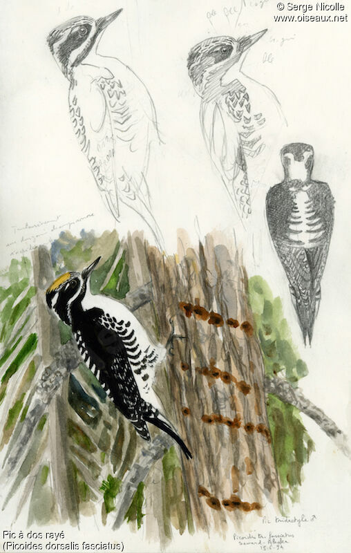 American Three-toed Woodpecker, identification