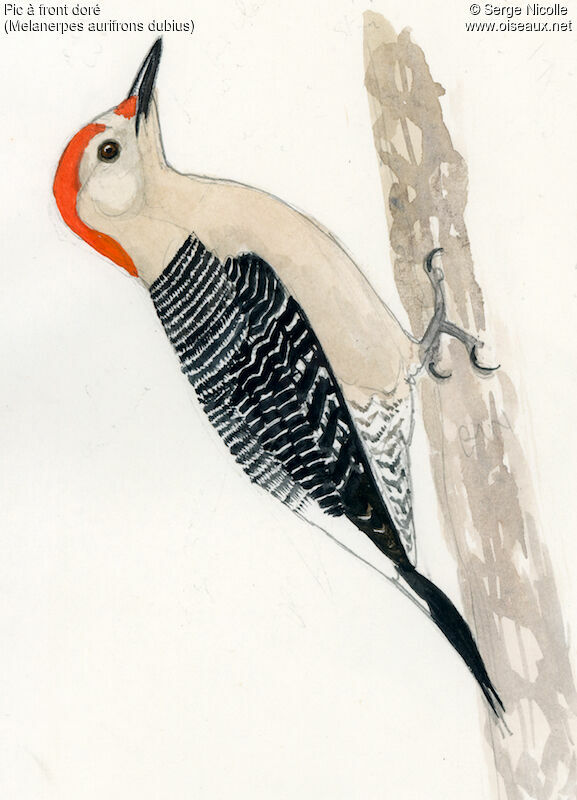 Golden-fronted Woodpecker male, identification