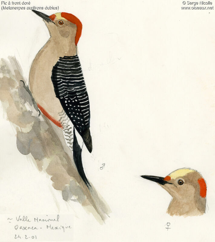 Golden-fronted Woodpecker , identification