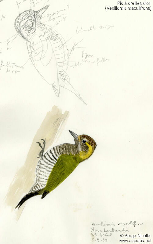 Yellow-eared Woodpecker, identification