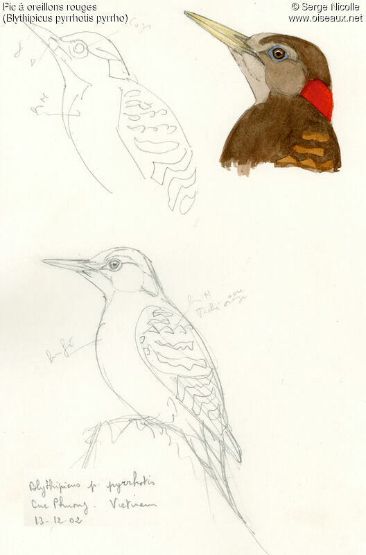 Bay Woodpecker, identification