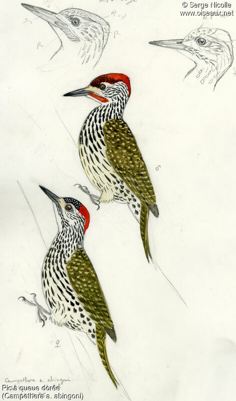 Golden-tailed Woodpeckeradult, identification