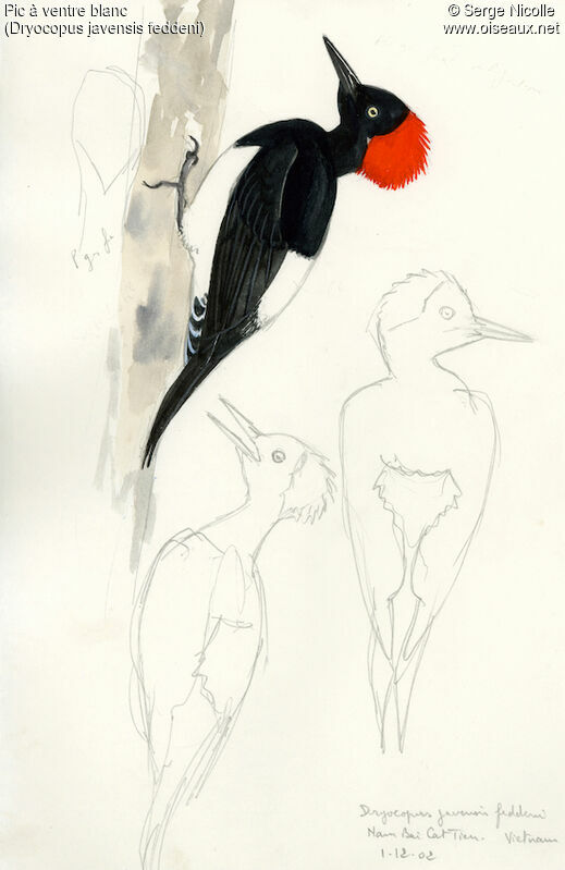 White-bellied Woodpecker, identification