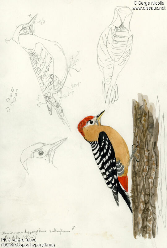 Rufous-bellied Woodpecker, identification