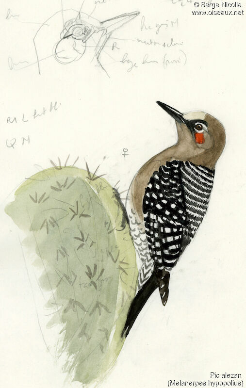 Grey-breasted Woodpecker female, identification