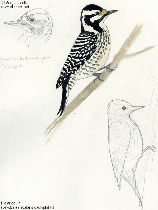 Ladder-backed Woodpecker, identification