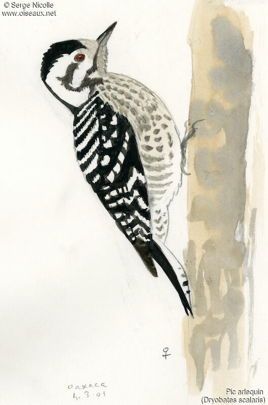 Ladder-backed Woodpecker female, identification