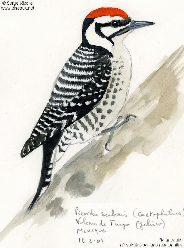 Ladder-backed Woodpecker male, identification