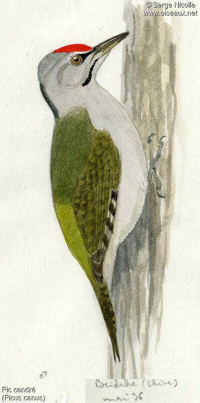 Grey-headed Woodpecker male, identification