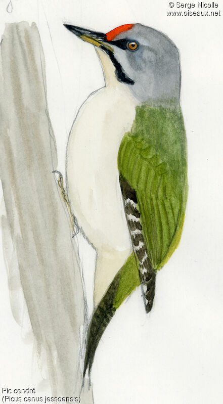 Grey-headed Woodpecker male, identification
