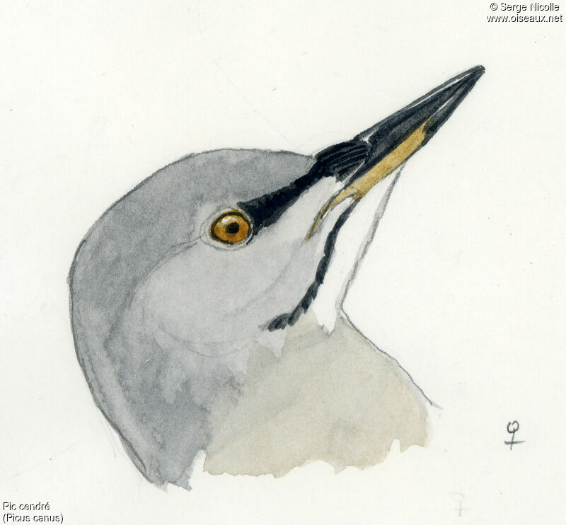 Grey-headed Woodpecker female, identification