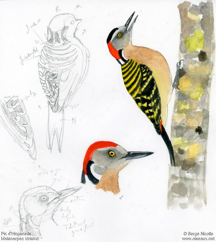Hispaniolan Woodpecker , identification