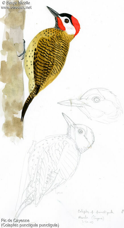 Spot-breasted Woodpecker male, identification