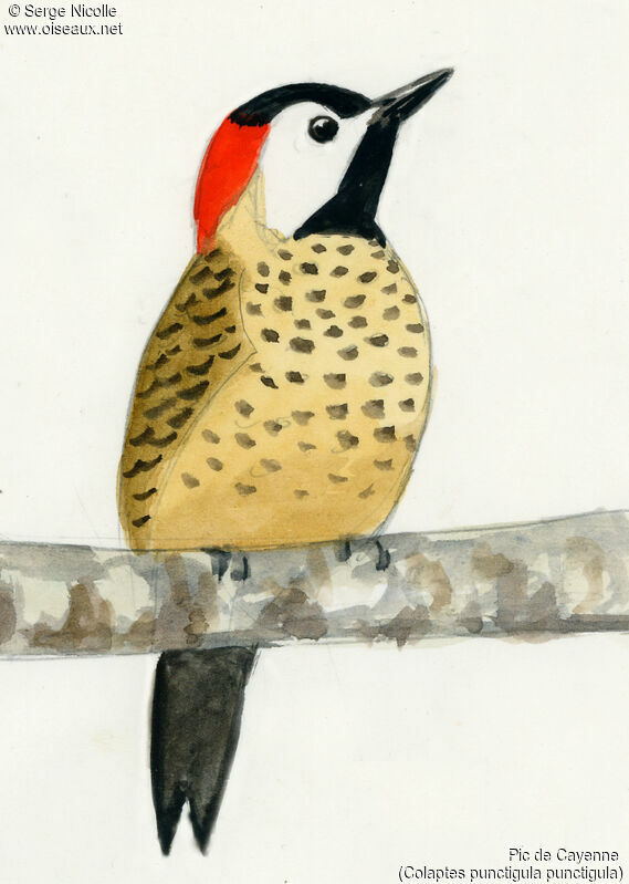 Spot-breasted Woodpecker, identification
