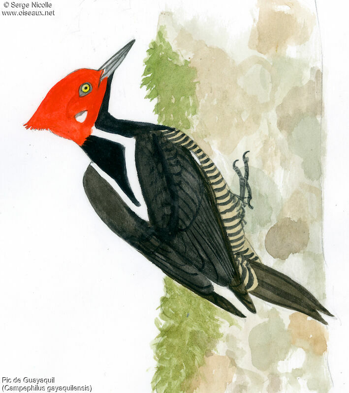 Guayaquil Woodpecker male, identification