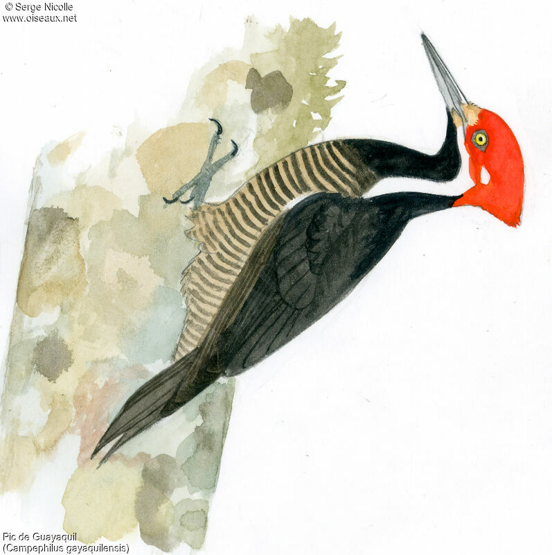 Guayaquil Woodpecker female, identification