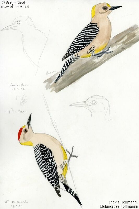 Hoffmann's Woodpecker, identification