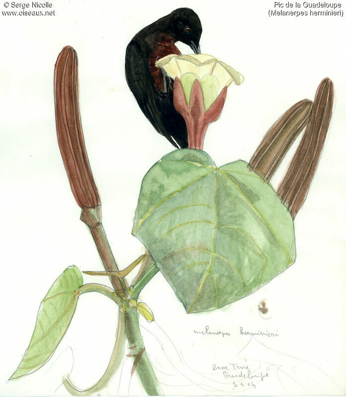 Guadeloupe Woodpecker, identification