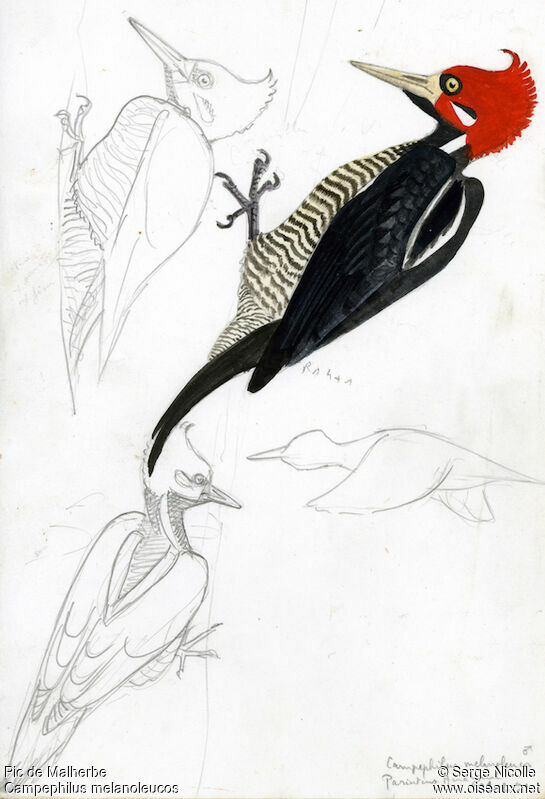 Crimson-crested Woodpecker male, identification