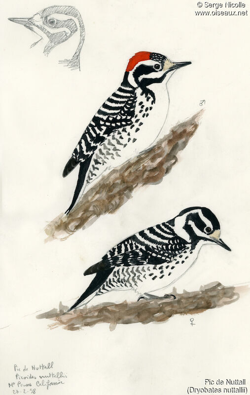 Nuttall's Woodpecker , identification