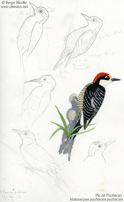 Black-cheeked Woodpecker, identification