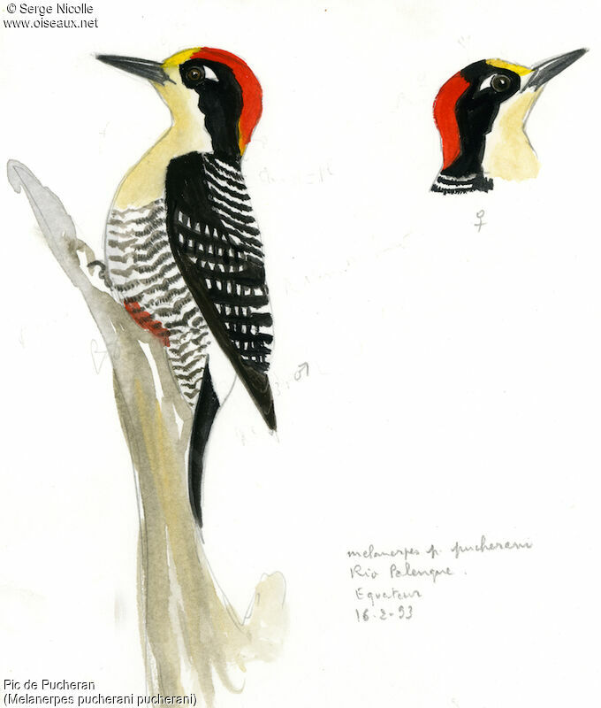 Black-cheeked Woodpecker , identification