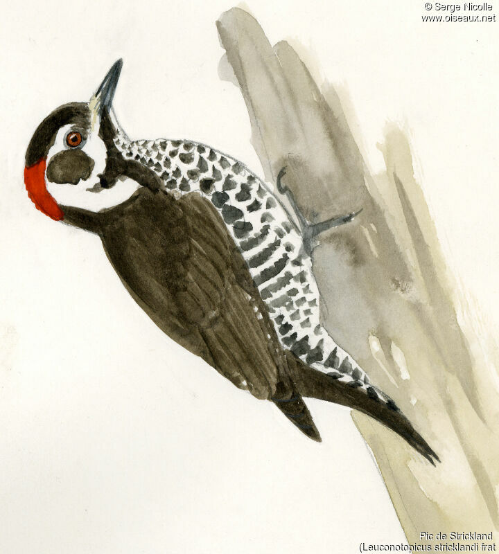 Strickland's Woodpecker, identification