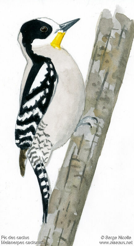 White-fronted Woodpecker female adult, identification