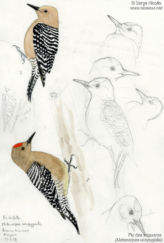 Gila Woodpecker , identification