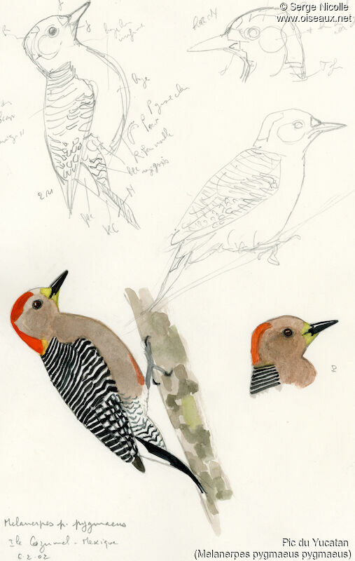 Yucatan Woodpecker , identification