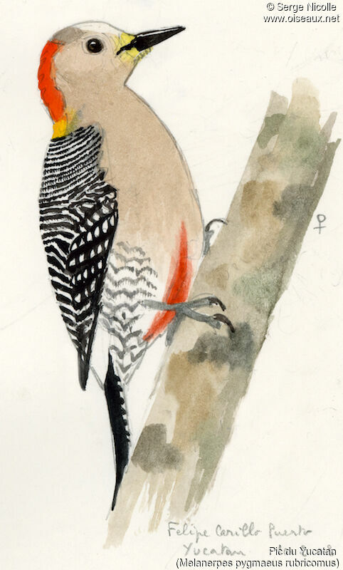 Yucatan Woodpecker female, identification