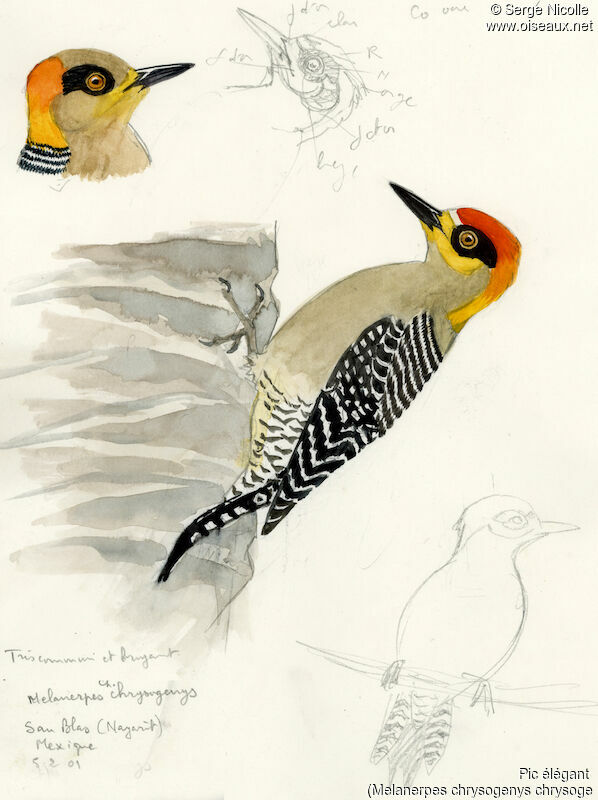 Golden-cheeked Woodpecker , identification