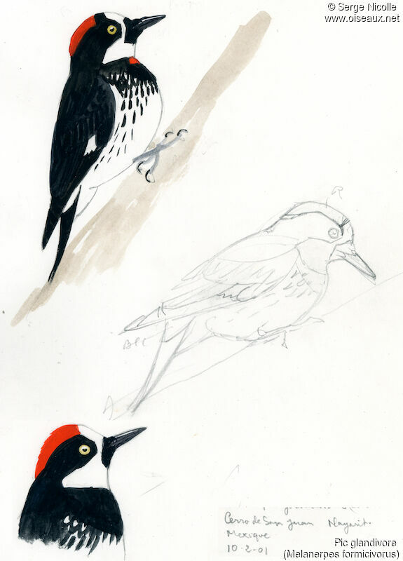 Acorn Woodpecker , identification