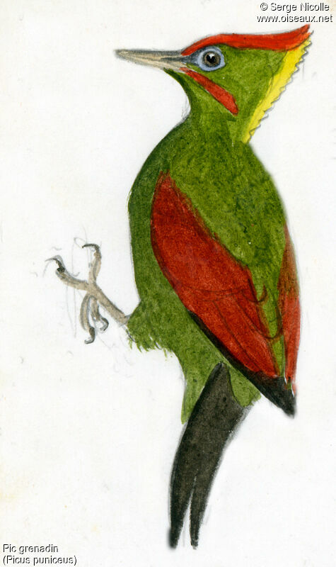 Crimson-winged Woodpecker, identification