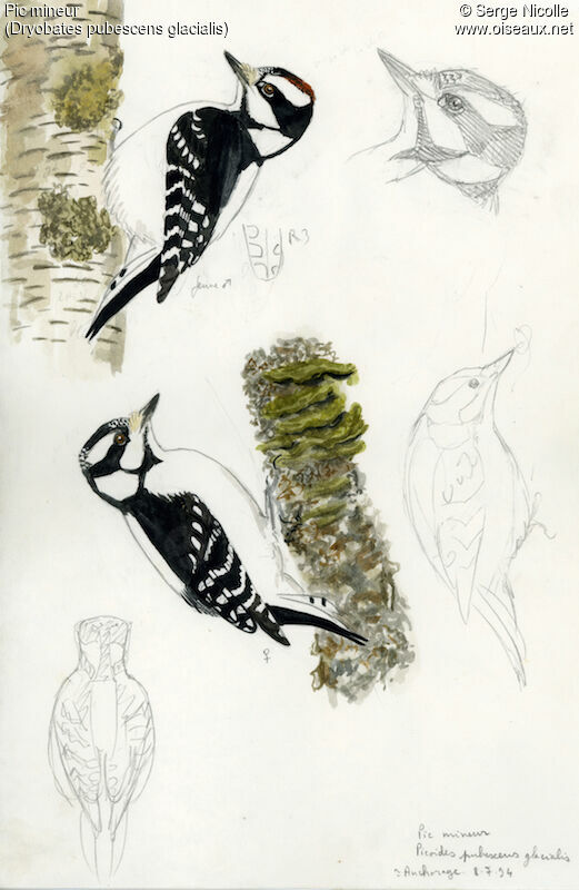 Downy Woodpecker, identification