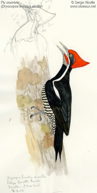Lineated Woodpecker, identification